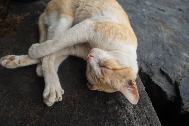 Sarı ve beyaz bir kedinin üst görüntüsü dairesel bir konumda kıvrılmış, koyu bir taş ya da beton bir yüzey üzerinde uyuyor..