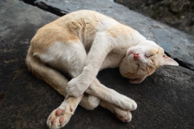 Sarı ve beyaz bir kedinin üst görüntüsü dairesel bir konumda kıvrılmış, koyu bir taş ya da beton bir yüzey üzerinde uyuyor..
