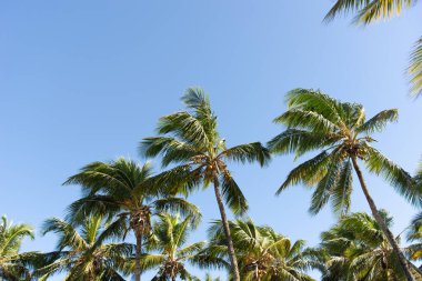 Yukarı bakan hindistan cevizi palmiyelerinin gövdeleri parlak, yoğun mavi gökyüzüne doğru sallanıyor, sol alt köşesinde küçük bir bulut var..