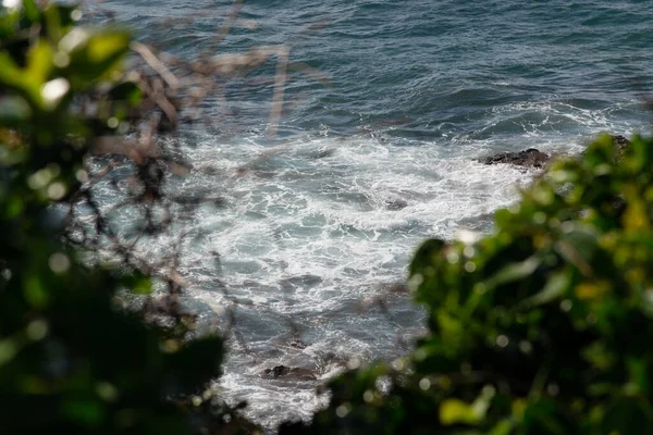 Ön planda kurumuş dallar ve yeşil yapraklar var. Arka planda dalgalı, parıldayan denizin bulanık görüntüsünü çerçeveliyorlar..