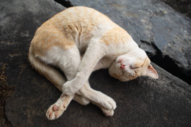 Sarı ve beyaz bir kedinin üst görüntüsü dairesel bir konumda kıvrılmış, koyu bir taş ya da beton bir yüzey üzerinde uyuyor..