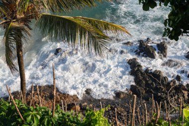 Hindistan cevizi palmiyeli tropik bitki örtüsü, Salvador sahillerinde kayalar ve dalgalar kırılıyor..