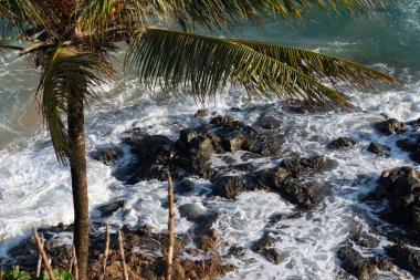 Hindistan cevizi palmiyeli tropik bitki örtüsü, Salvador sahillerinde kayalar ve dalgalar kırılıyor..