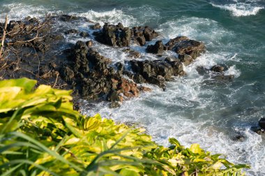 Ön planda yoğun yeşil yapraklar ve arka planda okyanusun mavi suları var. Bahia kıyılarında..