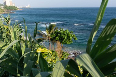 Ön planda yoğun yeşil yapraklar ve arka planda okyanusun mavi suları var. Bahia kıyılarında..