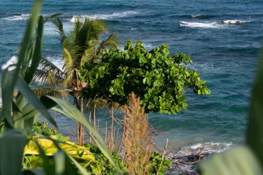 Ön planda yoğun yeşil yapraklar ve arka planda okyanusun mavi suları var. Bahia kıyılarında..
