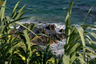 Ön planda yoğun yeşil yapraklar ve arka planda okyanusun mavi suları var. Bahia kıyılarında..