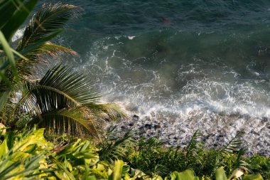 Ön planda yoğun yeşil yapraklar ve arka planda okyanusun mavi suları var. Bahia kıyılarında..