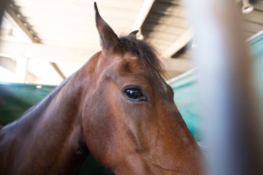 Örgülü yeleli koyu kahverengi bir atın profili beton bir tezgahın içinde demir ızgarayla duruyor. Işıklandırma hayvanların kafasını ve gözlerini ön plana çıkarıyor..