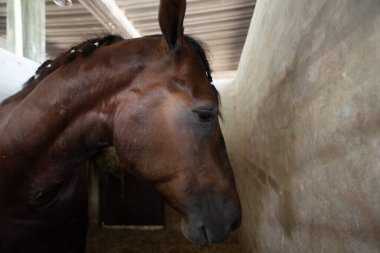 Örgülü yeleli koyu kahverengi bir atın profili beton bir tezgahın içinde demir ızgarayla duruyor. Işıklandırma hayvanların kafasını ve gözlerini ön plana çıkarıyor..