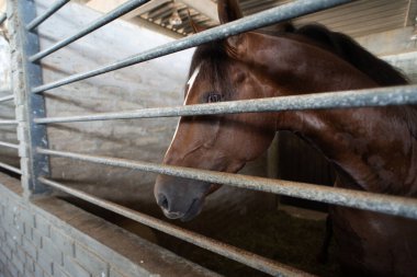 Yüzünde belirgin beyaz bir şerit olan kestane rengi bir atın portresi, ahırının metal parmaklıklarından bakıyor. Hayvanın kafasına odaklan ve sakin bir bakış at..