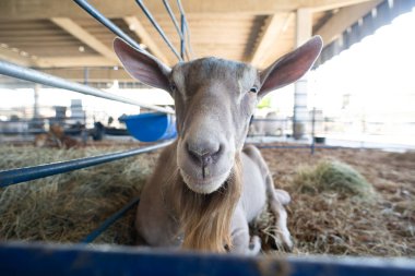 Uzun sakallı kahverengi bir keçinin portresi metal bir kalemle samanlıkta dinleniyor..