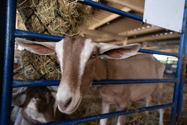 Yüzünde beyaz bir şerit olan kahverengi bir keçinin portresi, bir çiftlikte besleniyor..