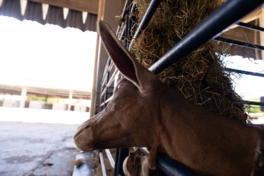 Sergi köşkündeki bir keçinin profili, saman besleyicisinin yanında, yanan bir arka planı var..