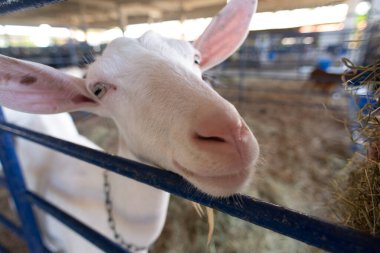 Bir çiftlikteki mavi bir çitin arkasında meraklı beyaz bir keçinin gözleri ve burnunun ayrıntılı görüntüsü..