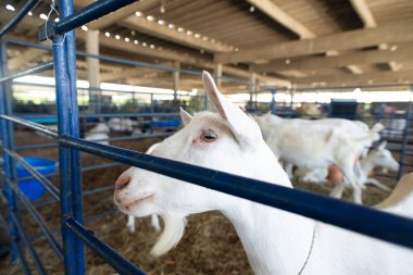 Bir çiftlikteki mavi bir çitin arkasında meraklı beyaz bir keçinin gözleri ve burnunun ayrıntılı görüntüsü..