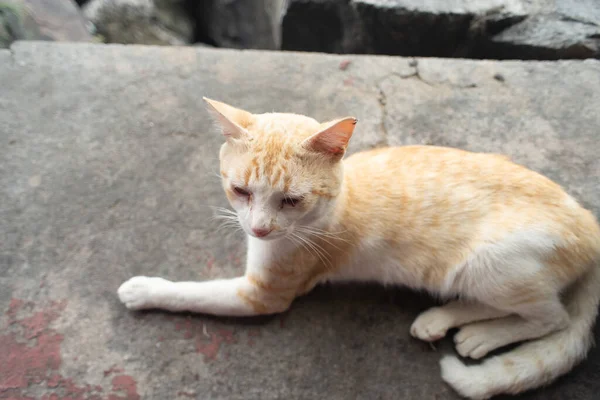 Sarı ve beyaz kürklü evcil kedi beton bir yüzeye uzanmış ve arka planı aydınlanmış..