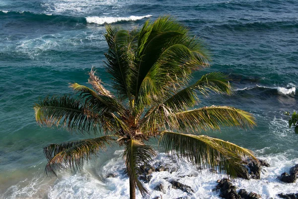 Hindistan cevizi palmiyeli tropik bitki örtüsü, Salvador sahillerinde kayalar ve dalgalar kırılıyor..