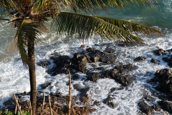 Hindistan cevizi palmiyeli tropik bitki örtüsü, Salvador sahillerinde kayalar ve dalgalar kırılıyor..