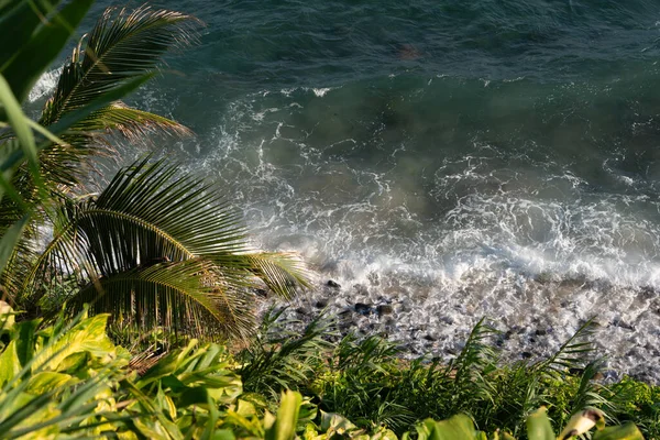 Ön planda yoğun yeşil yapraklar ve arka planda okyanusun mavi suları var. Bahia kıyılarında..