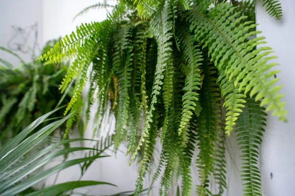 Uzun, sarkık yeşil yaprakları olan yemyeşil bir eğrelti otunun yakın çekimi..