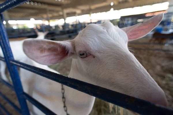 Beyaz bir keçinin kafasının aşırı yakın çekimi, açık gözlerini ve uzun kulaklarını bir çiftlik ortamında ön plana çıkarıyor..