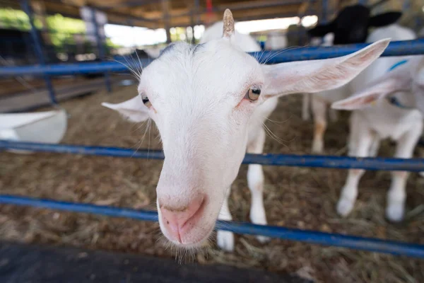 Beyaz bir keçinin kafasının aşırı yakın çekimi, açık gözlerini ve uzun kulaklarını bir çiftlik ortamında ön plana çıkarıyor..