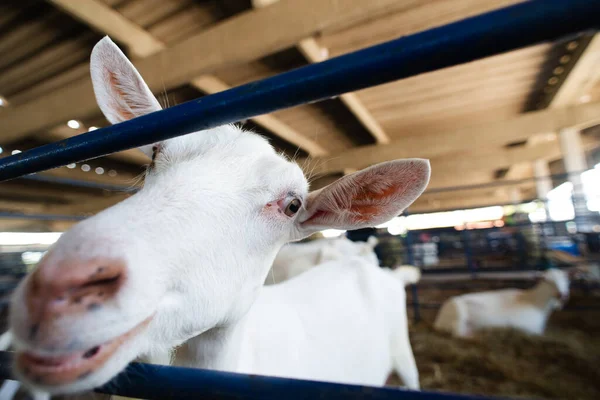Bir çiftlikteki mavi bir çitin arkasında meraklı beyaz bir keçinin gözleri ve burnunun ayrıntılı görüntüsü..