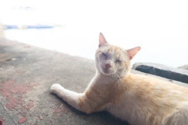 Sarı ve beyaz kürklü evcil kedi beton bir yüzeye uzanmış ve arka planı aydınlanmış..