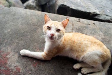 Sarı ve beyaz kürklü evcil kedi beton bir yüzeye uzanmış ve arka planı aydınlanmış..