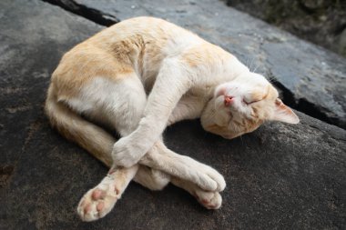 Sarı ve beyaz bir kedinin üst görüntüsü dairesel bir konumda kıvrılmış, koyu bir taş ya da beton bir yüzey üzerinde uyuyor..