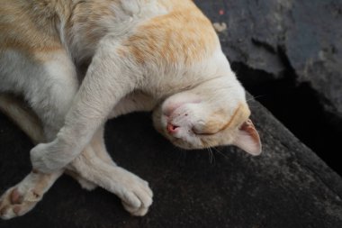 Sarı ve beyaz bir kedinin üst görüntüsü dairesel bir konumda kıvrılmış, koyu bir taş ya da beton bir yüzey üzerinde uyuyor..