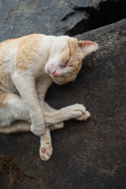 Sarı ve beyaz bir kedinin üst görüntüsü dairesel bir konumda kıvrılmış, koyu bir taş ya da beton bir yüzey üzerinde uyuyor..