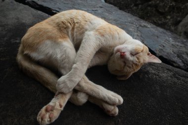 Sarı ve beyaz bir kedinin üst görüntüsü dairesel bir konumda kıvrılmış, koyu bir taş ya da beton bir yüzey üzerinde uyuyor..
