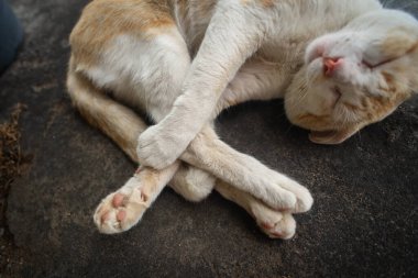 Sarı ve beyaz bir kedinin üst görüntüsü dairesel bir konumda kıvrılmış, koyu bir taş ya da beton bir yüzey üzerinde uyuyor..