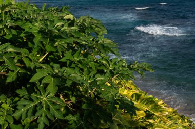 Ön planda yoğun yeşil yapraklar ve arka planda okyanusun mavi suları var. Bahia kıyılarında..