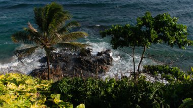 Hindistan cevizi palmiyeli tropik bitki örtüsü, Salvador sahillerinde kayalar ve dalgalar kırılıyor..