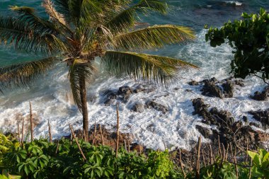 Hindistan cevizi palmiyeli tropik bitki örtüsü, Salvador sahillerinde kayalar ve dalgalar kırılıyor..