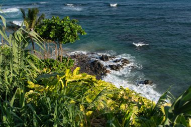 Ön planda yoğun yeşil yapraklar ve arka planda okyanusun mavi suları var. Bahia kıyılarında..