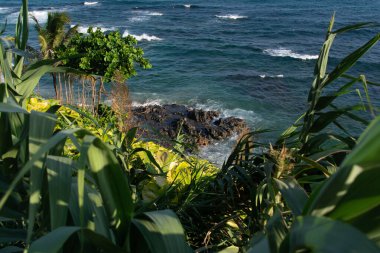 Ön planda yoğun yeşil yapraklar ve arka planda okyanusun mavi suları var. Bahia kıyılarında..