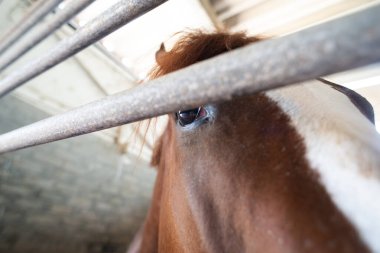 Kahverengi atın yüzüne yakın çekim, anlamlı ve canlı gözlerine odaklanmış olarak. Güçlü arka ışıklandırma ahırda atın kulağını ve alnını aydınlatır..