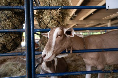Yüzünde beyaz bir şerit olan kahverengi bir keçinin portresi, bir çiftlikte besleniyor..