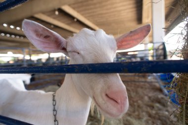 Bir çiftlikteki mavi bir çitin arkasında meraklı beyaz bir keçinin gözleri ve burnunun ayrıntılı görüntüsü..