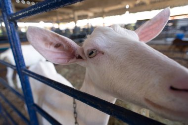 Beyaz bir keçinin kafasının aşırı yakın çekimi, açık gözlerini ve uzun kulaklarını bir çiftlik ortamında ön plana çıkarıyor..