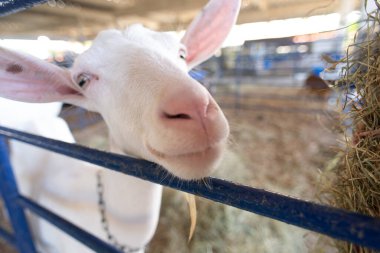 Beyaz bir keçinin kafasının aşırı yakın çekimi, açık gözlerini ve uzun kulaklarını bir çiftlik ortamında ön plana çıkarıyor..