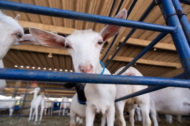 Beyaz bir keçinin kafasının aşırı yakın çekimi, açık gözlerini ve uzun kulaklarını bir çiftlik ortamında ön plana çıkarıyor..