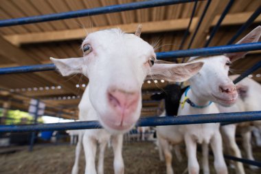 Bir çiftlikteki mavi bir çitin arkasında meraklı beyaz bir keçinin gözleri ve burnunun ayrıntılı görüntüsü..