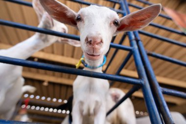 Beyaz bir keçinin kafasının aşırı yakın çekimi, açık gözlerini ve uzun kulaklarını bir çiftlik ortamında ön plana çıkarıyor..