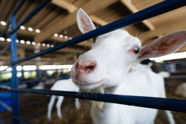 Bir çiftlikteki mavi bir çitin arkasında meraklı beyaz bir keçinin gözleri ve burnunun ayrıntılı görüntüsü..