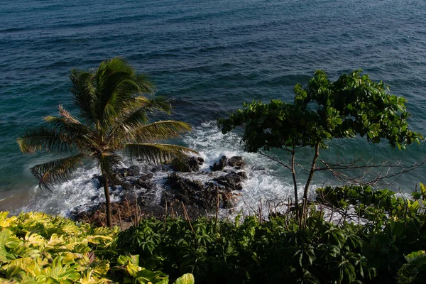 Hindistan cevizi palmiyeli tropik bitki örtüsü, Salvador sahillerinde kayalar ve dalgalar kırılıyor..